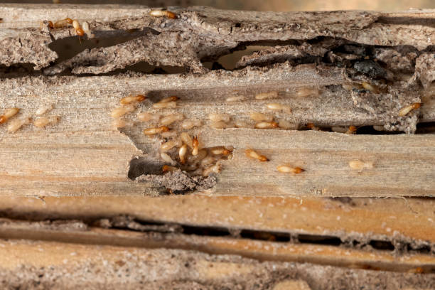Best Flea Control Services  in Southgate, FL